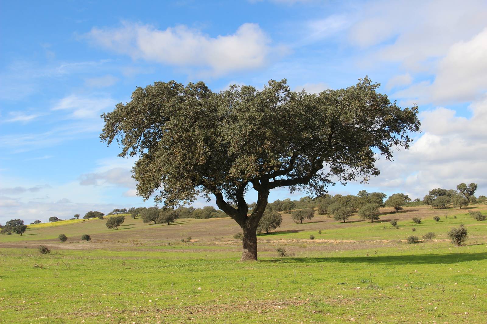 MERTOLA - Fantastica Mina de Sao Domingos - Est Alentejo (3)