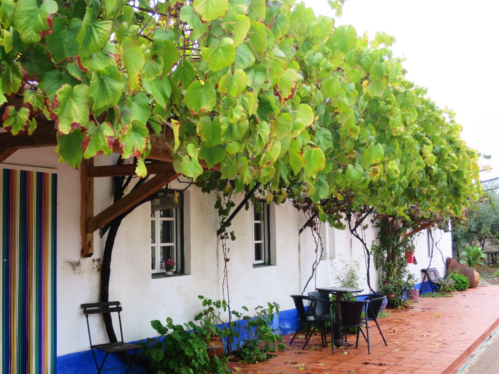 Montado nord Alentejo