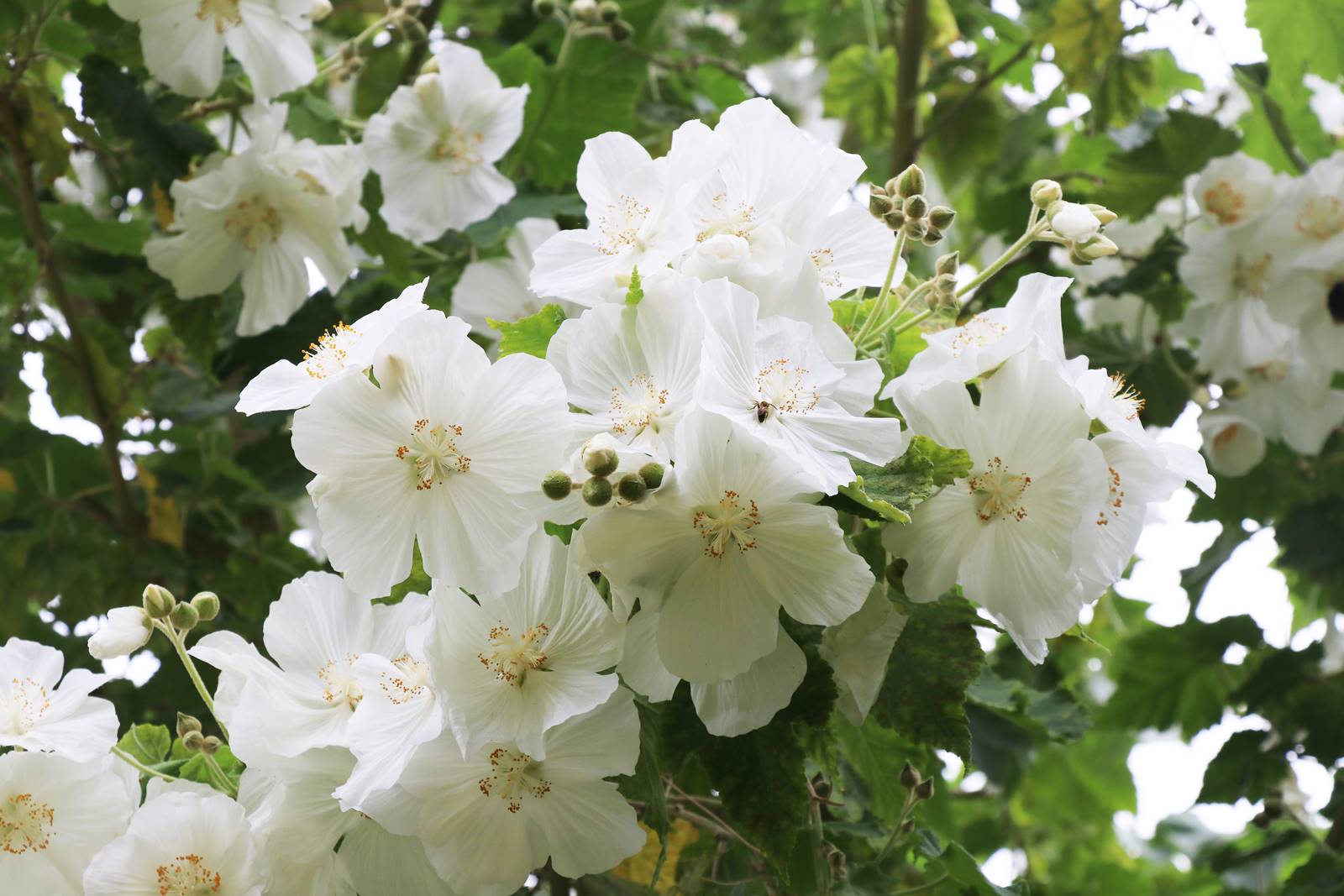 Abutilon vitifolium Tennant White