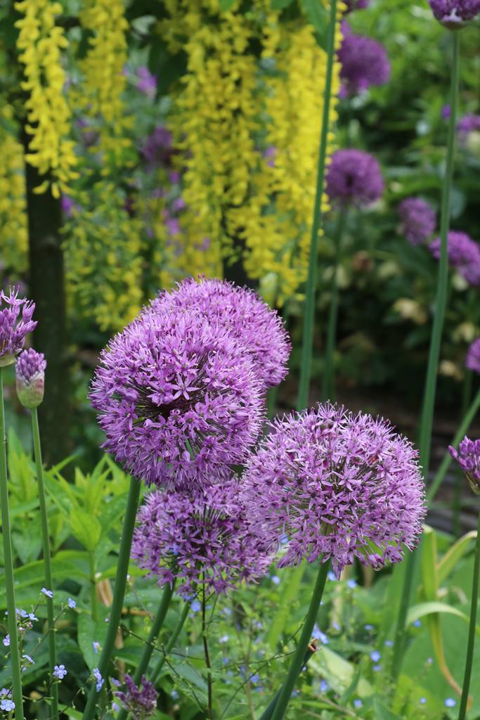 Barnsley House Garden (10) Barnsley House Garden (10)
