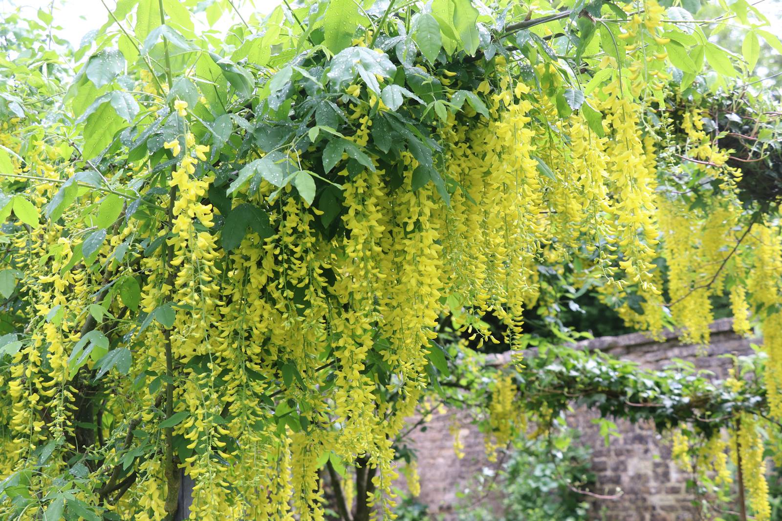 Barnsley House Garden (11) Barnsley House Garden (11)