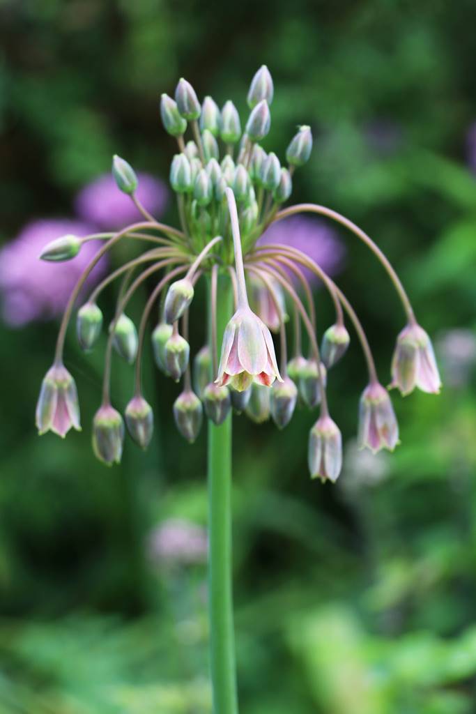 Barnsley House Garden (12) Barnsley House Garden (12)