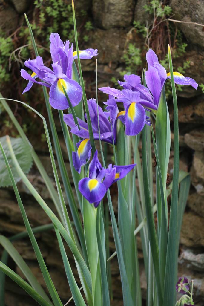 Barnsley House Garden (21) Barnsley House Garden (21)