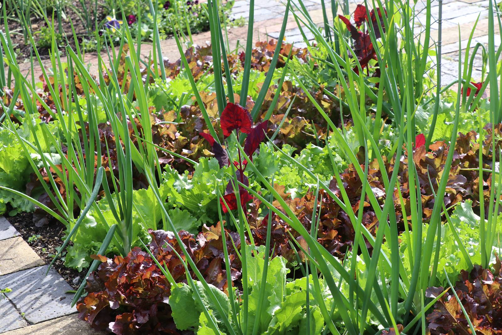 Barnsley House Garden (34) Barnsley House Garden (34)