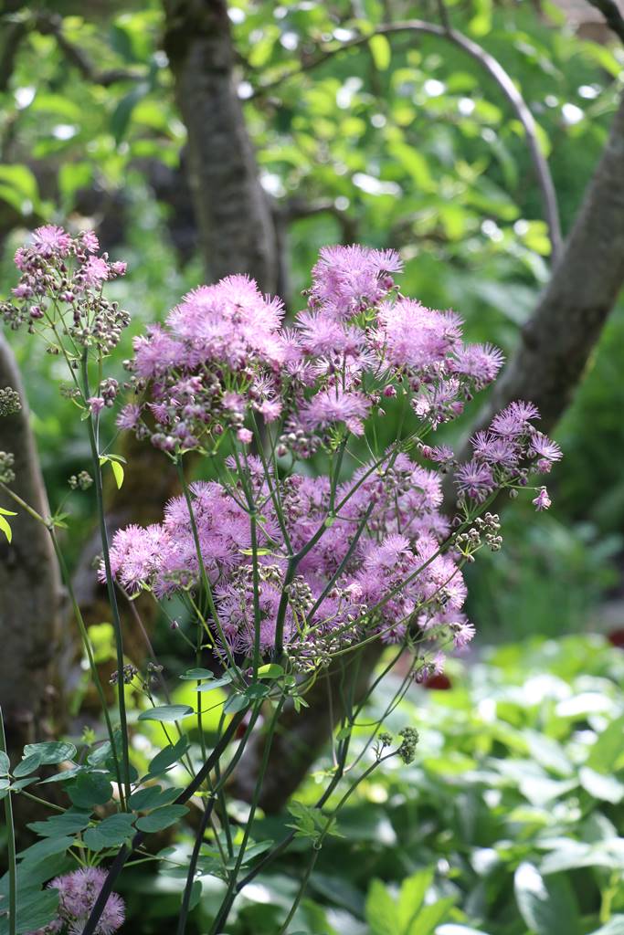 Barnsley House Garden (37) Barnsley House Garden (37)