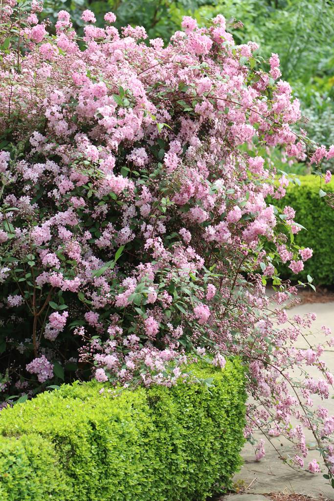 Kiftsgate Court gardens (12)