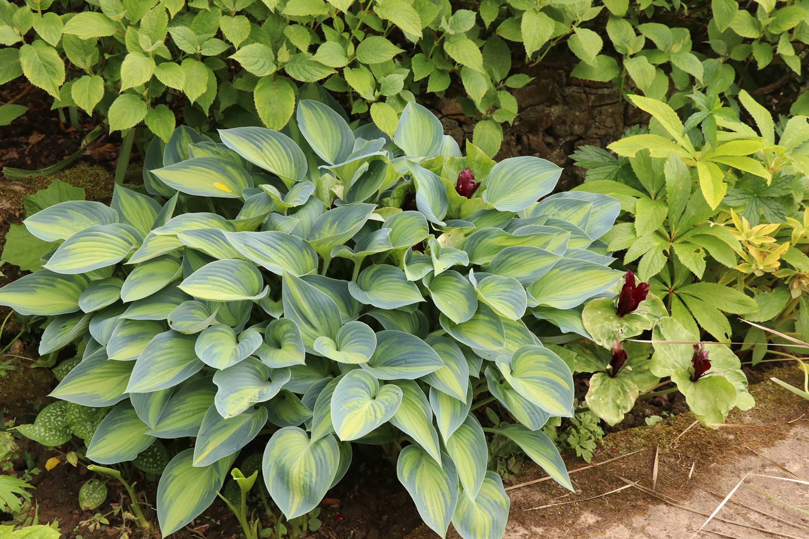 Kiftsgate Court gardens (28)