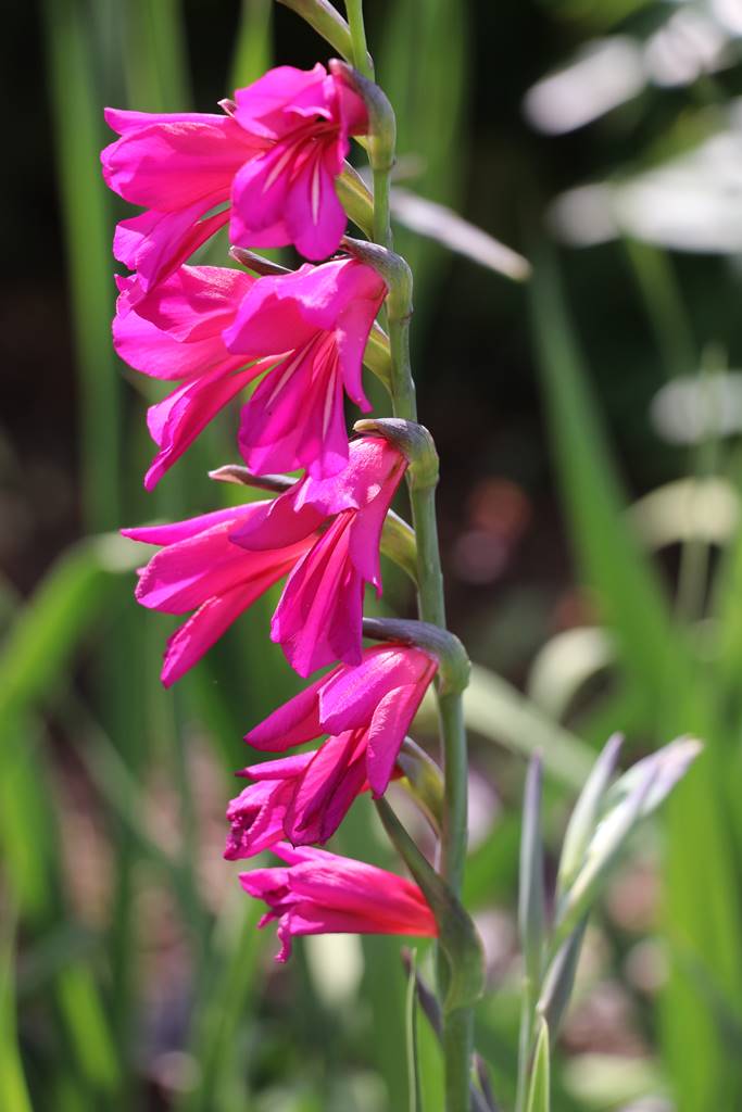 Kiftsgate Court gardens (30)