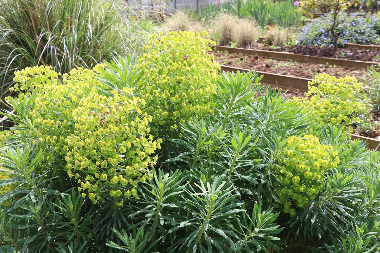 Hidcote Manor Cotswolds (11)