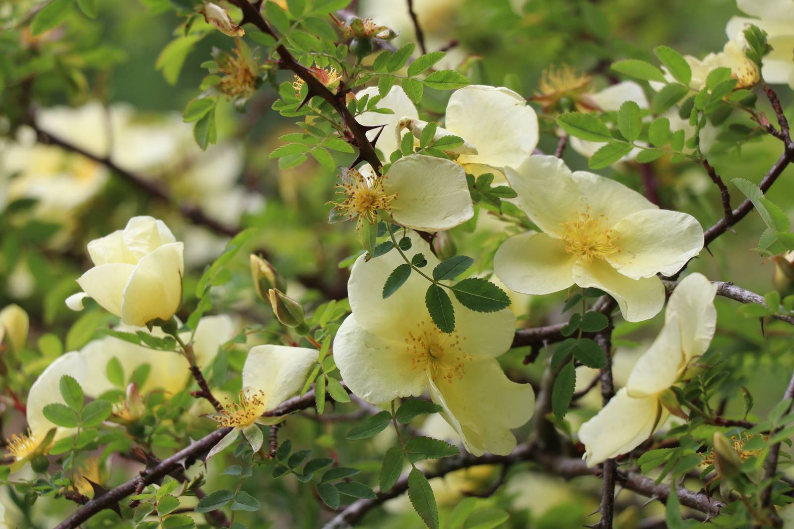Hidcote Manor Cotswolds (18)