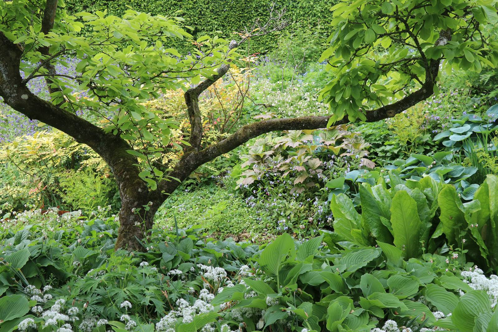 Hidcote Manor Cotswolds (21)