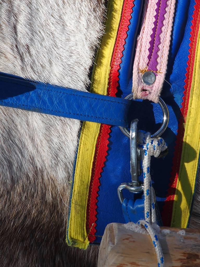 SieriPoro ferme aux rennes SieriPoro ferme aux rennes