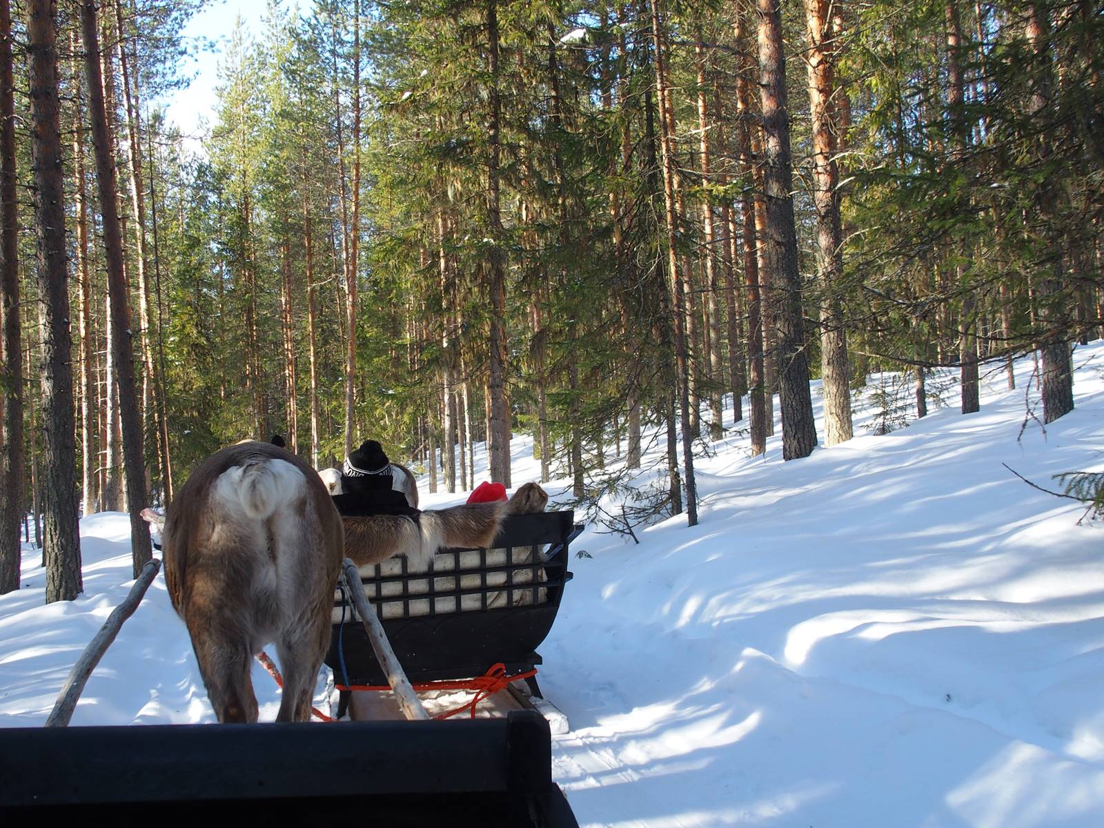 SieriPoro ferme aux rennes SieriPoro ferme aux rennes