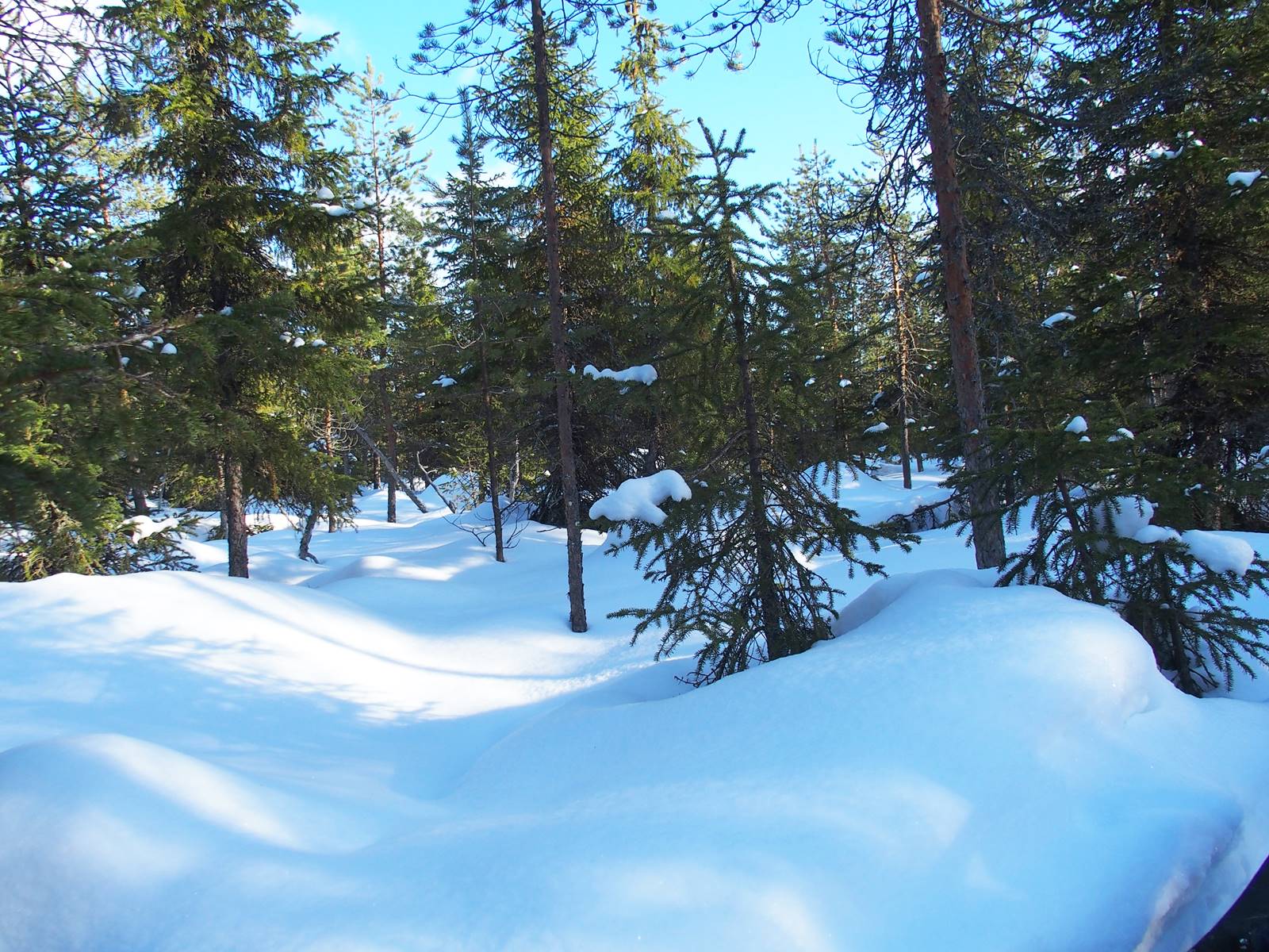 SieriPoro ferme aux rennes SieriPoro ferme aux rennes