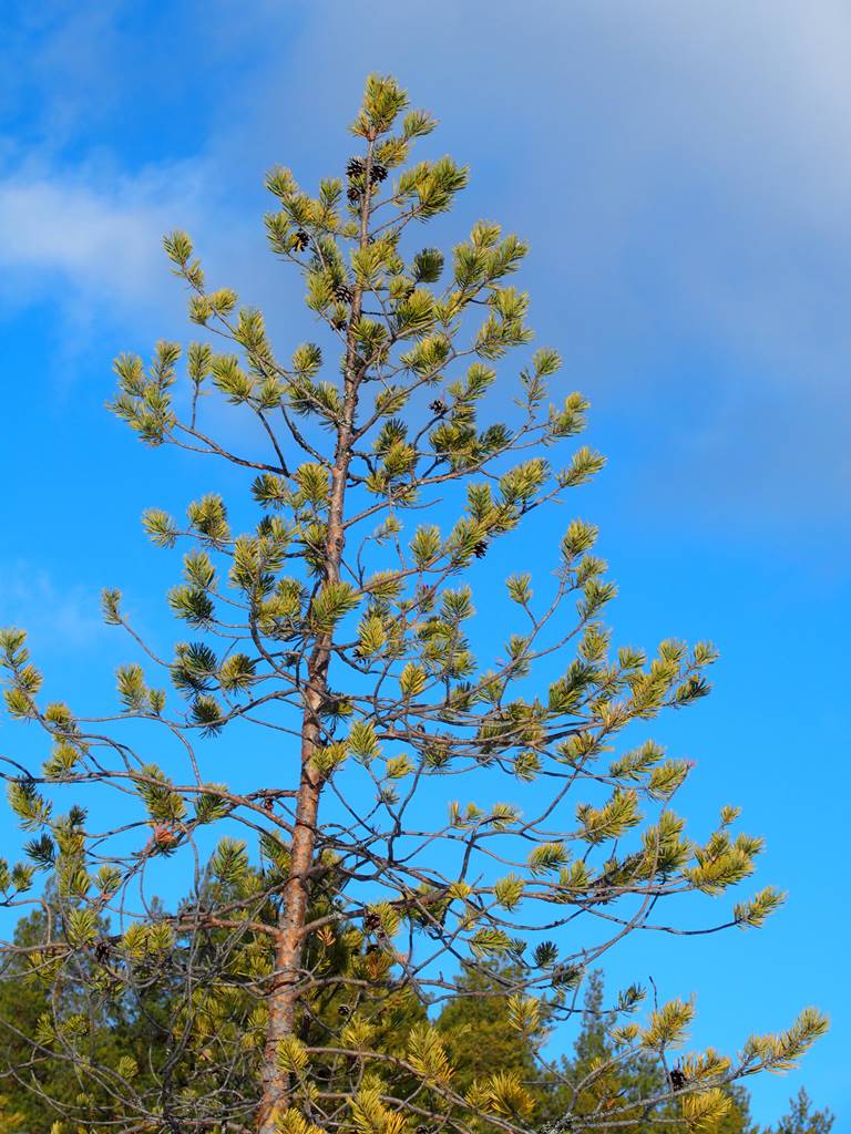 SieriPoro ferme aux rennes SieriPoro ferme aux rennes