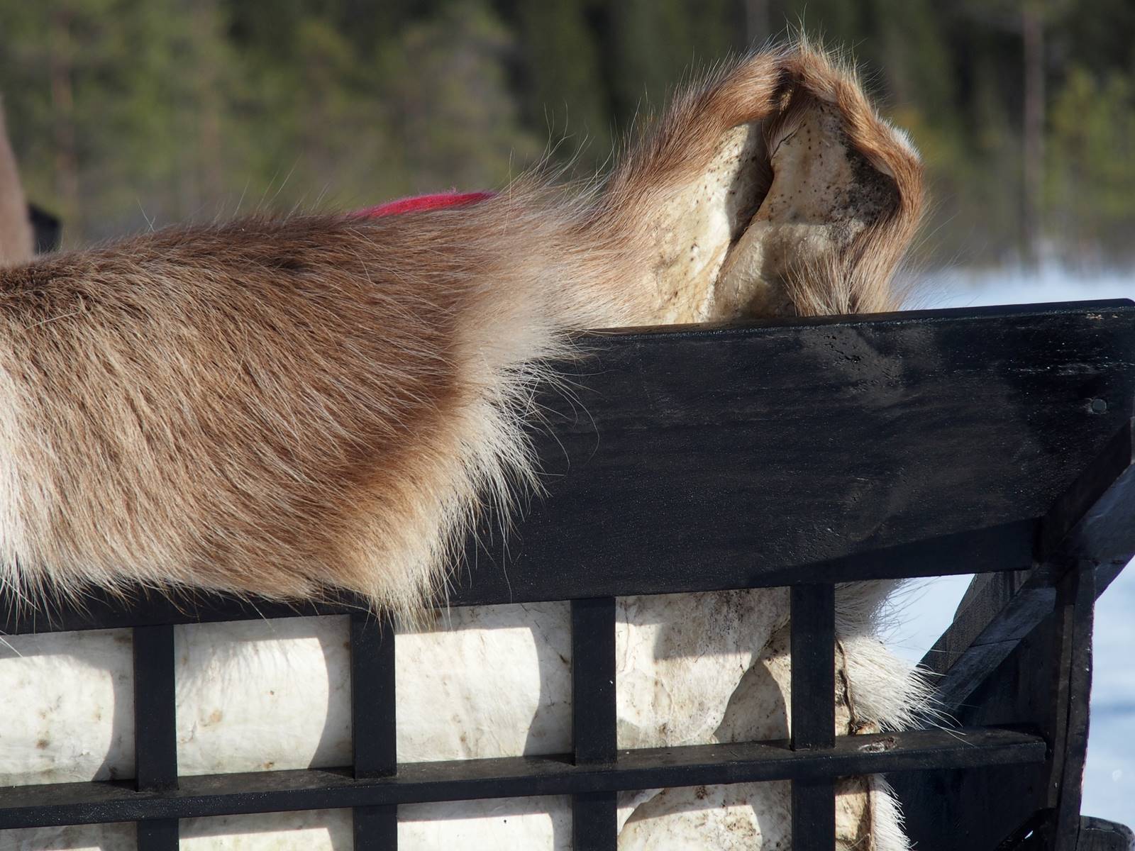 SieriPoro ferme aux rennes SieriPoro ferme aux rennes
