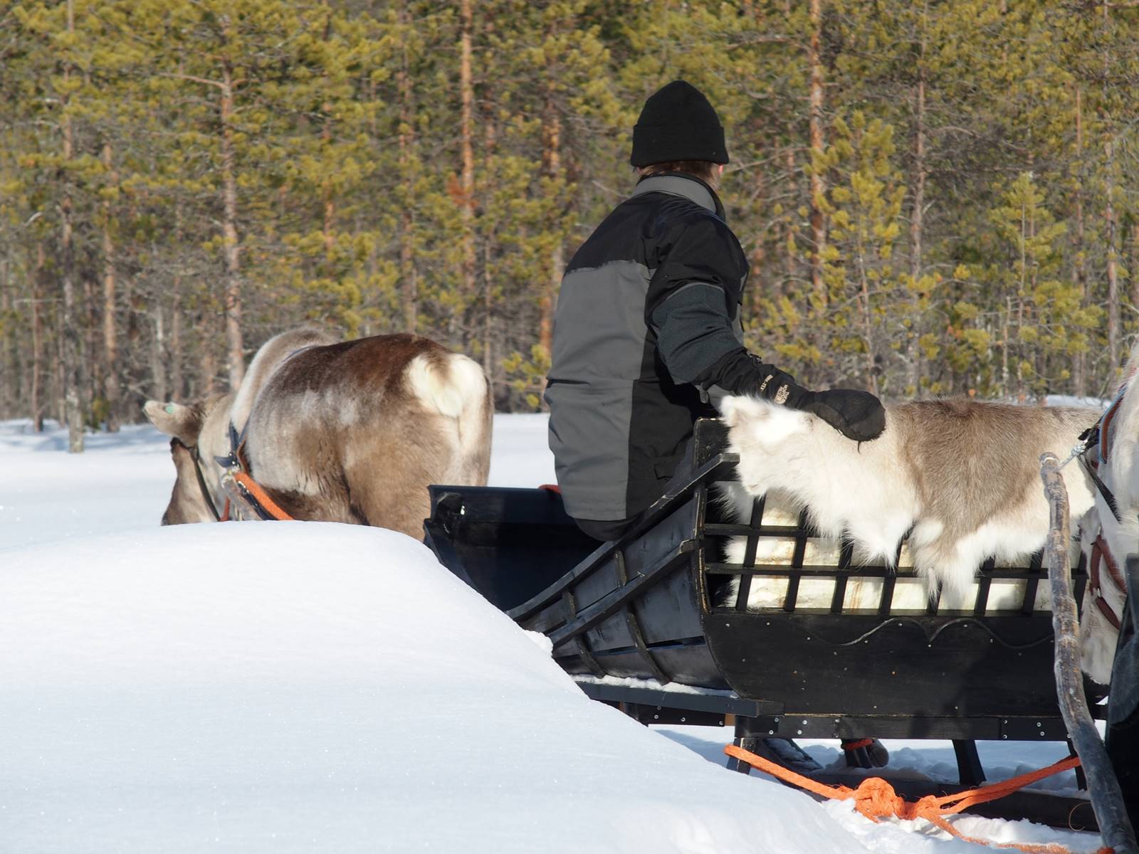 SieriPoro ferme aux rennes SieriPoro ferme aux rennes