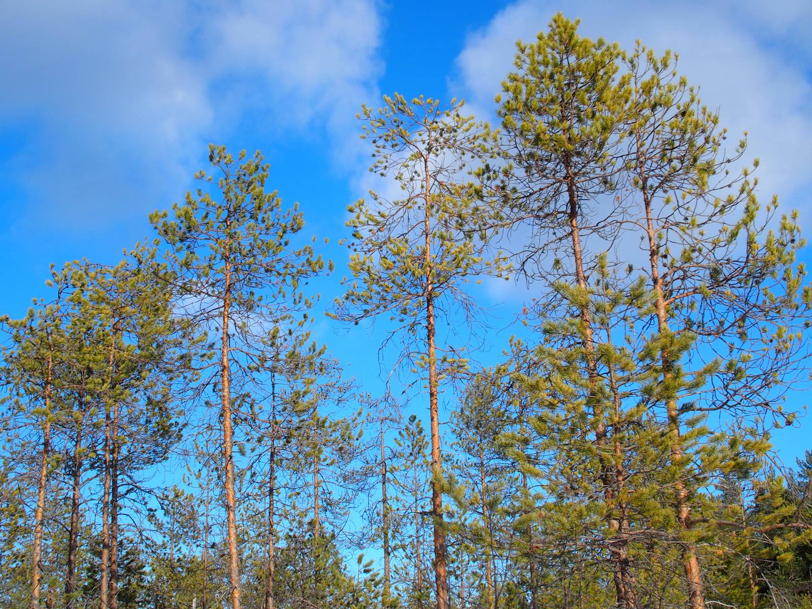 SieriPoro ferme aux rennes SieriPoro ferme aux rennes