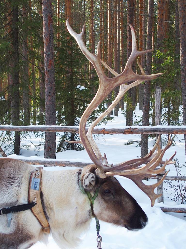 SieriPoro ferme aux rennes SieriPoro ferme aux rennes