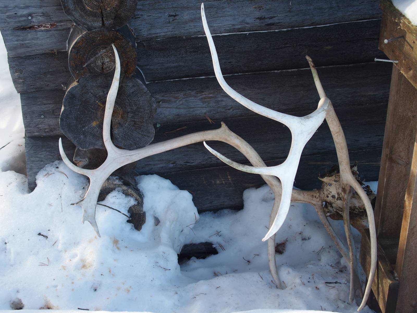 SieriPoro ferme aux rennes SieriPoro ferme aux rennes