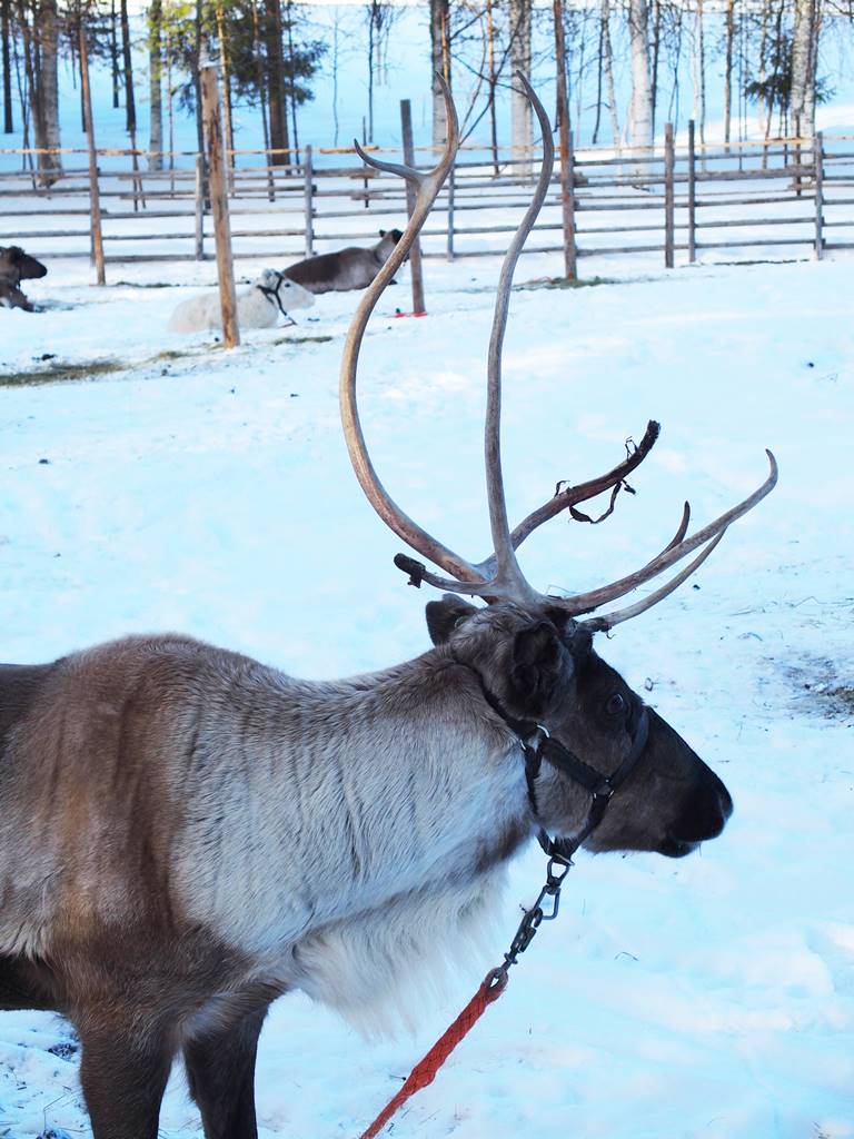 SieriPoro ferme aux rennes SieriPoro ferme aux rennes