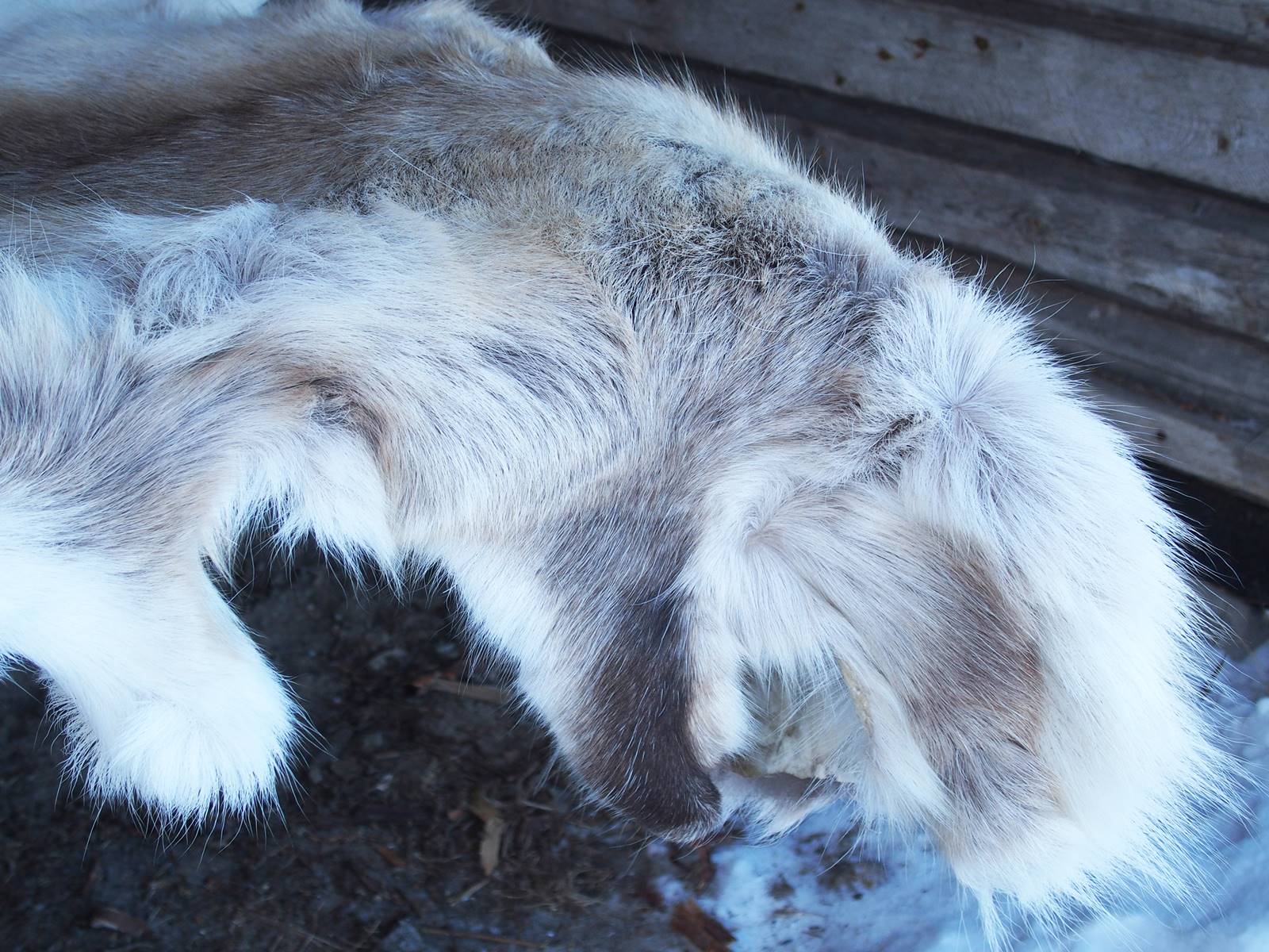 SieriPoro ferme aux rennes SieriPoro ferme aux rennes