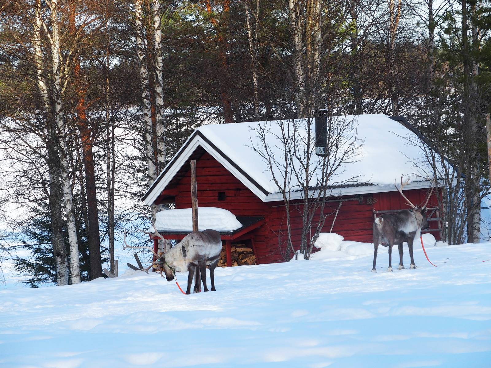 SieriPoro ferme aux rennes SieriPoro ferme aux rennes