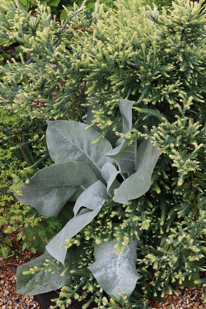 J Brookes landscape designer (32)