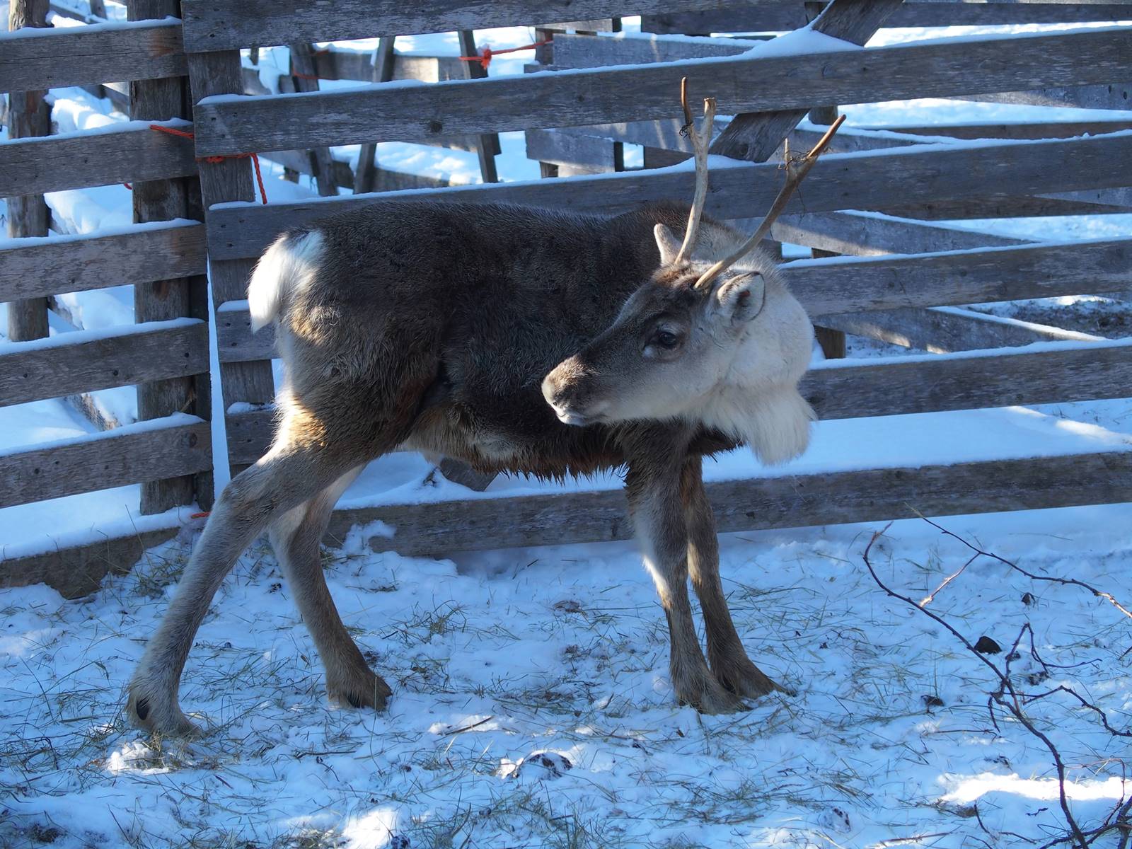 Ferme aux rennes Sieroporo