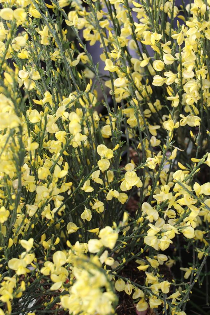 Cytisus praecox All Gold