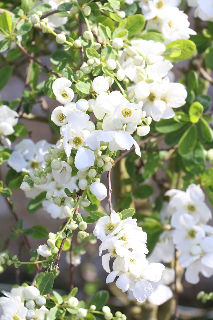 Exochorda macrantha The Bride