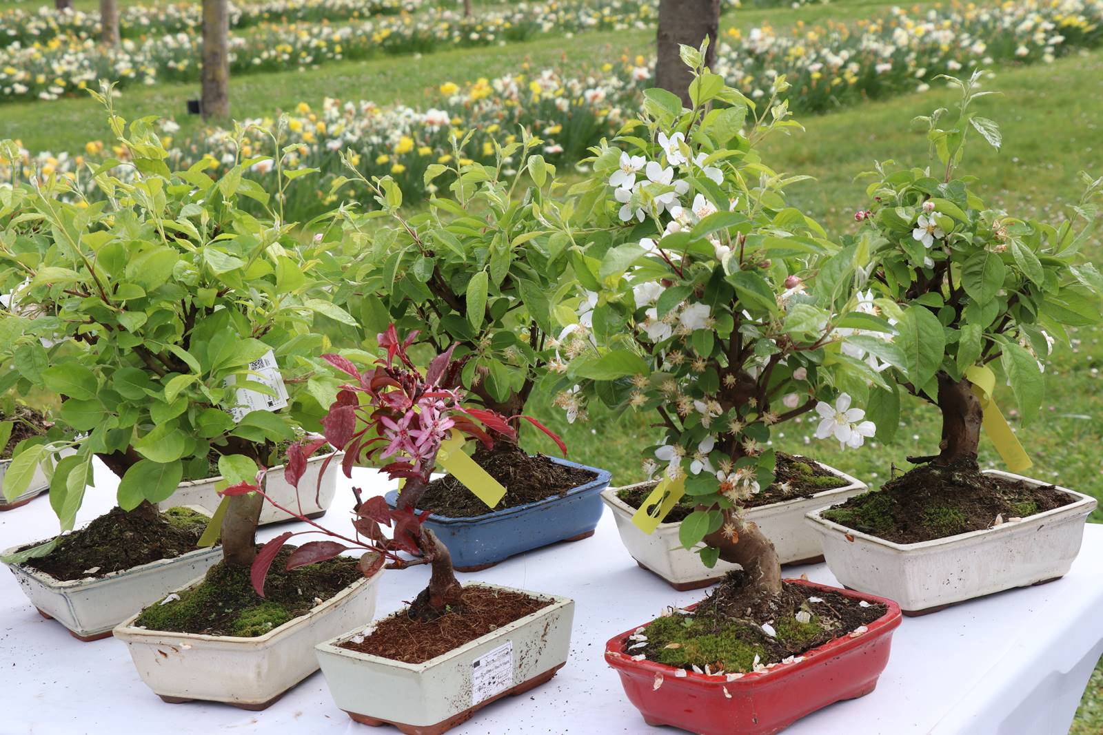 Fete des plantes Abbaye Saint Georges (12)