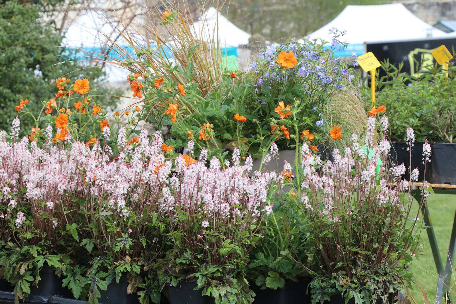 Fete des plantes Abbaye Saint Georges (19)
