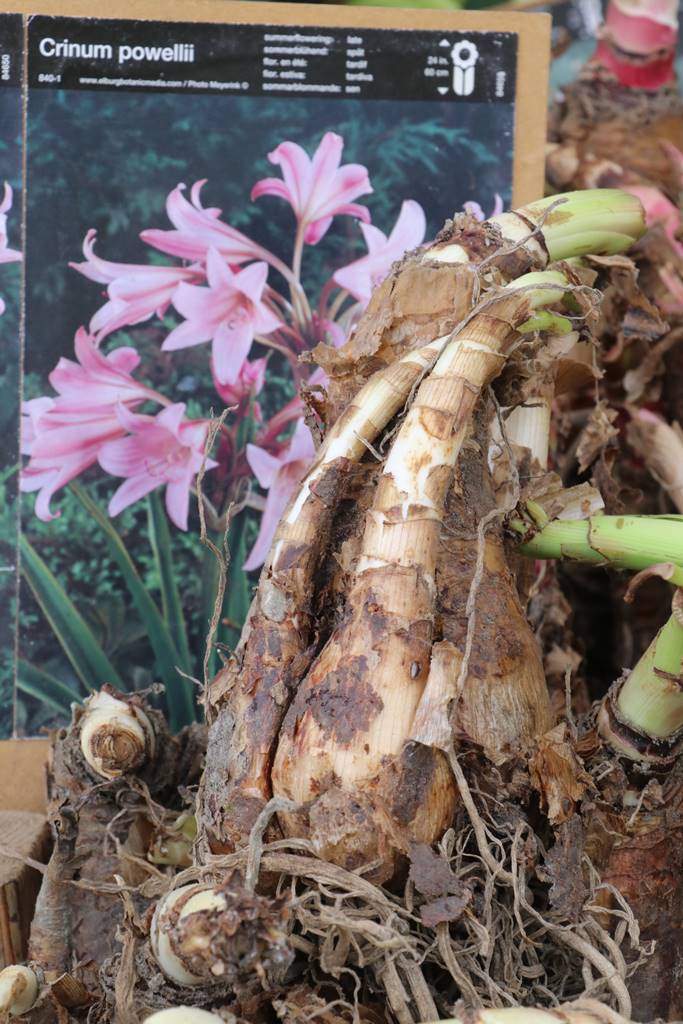 Fete des plantes Abbaye Saint Georges (2)