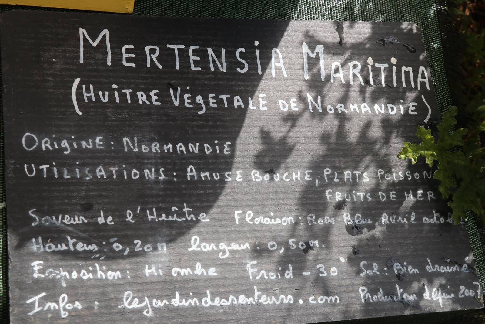 Fete des plantes Abbaye Saint Georges (23)