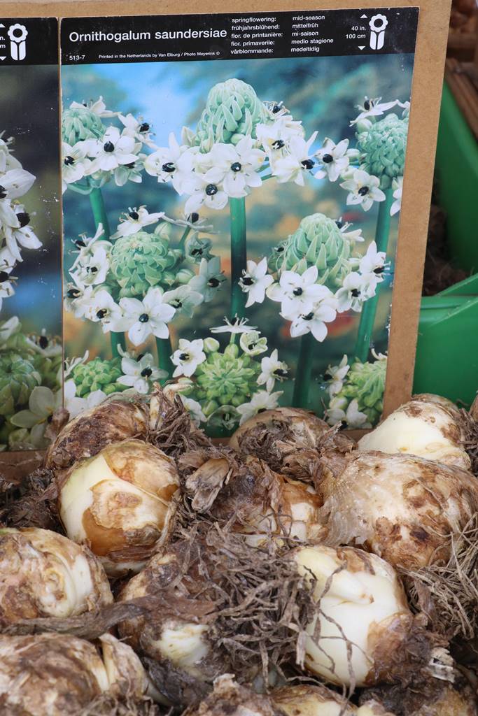 Fete des plantes Abbaye Saint Georges (3)