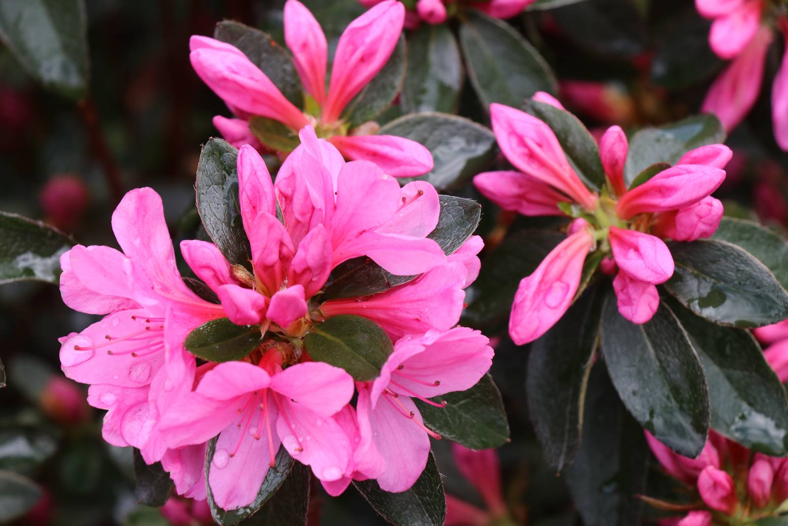 Rhododendron (2)