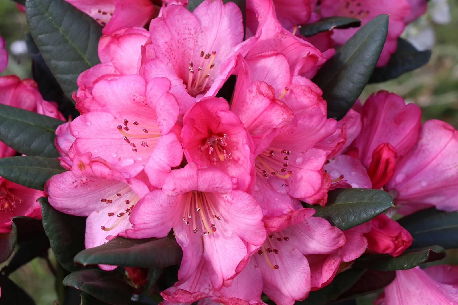 Rhododendron Wine & Roses