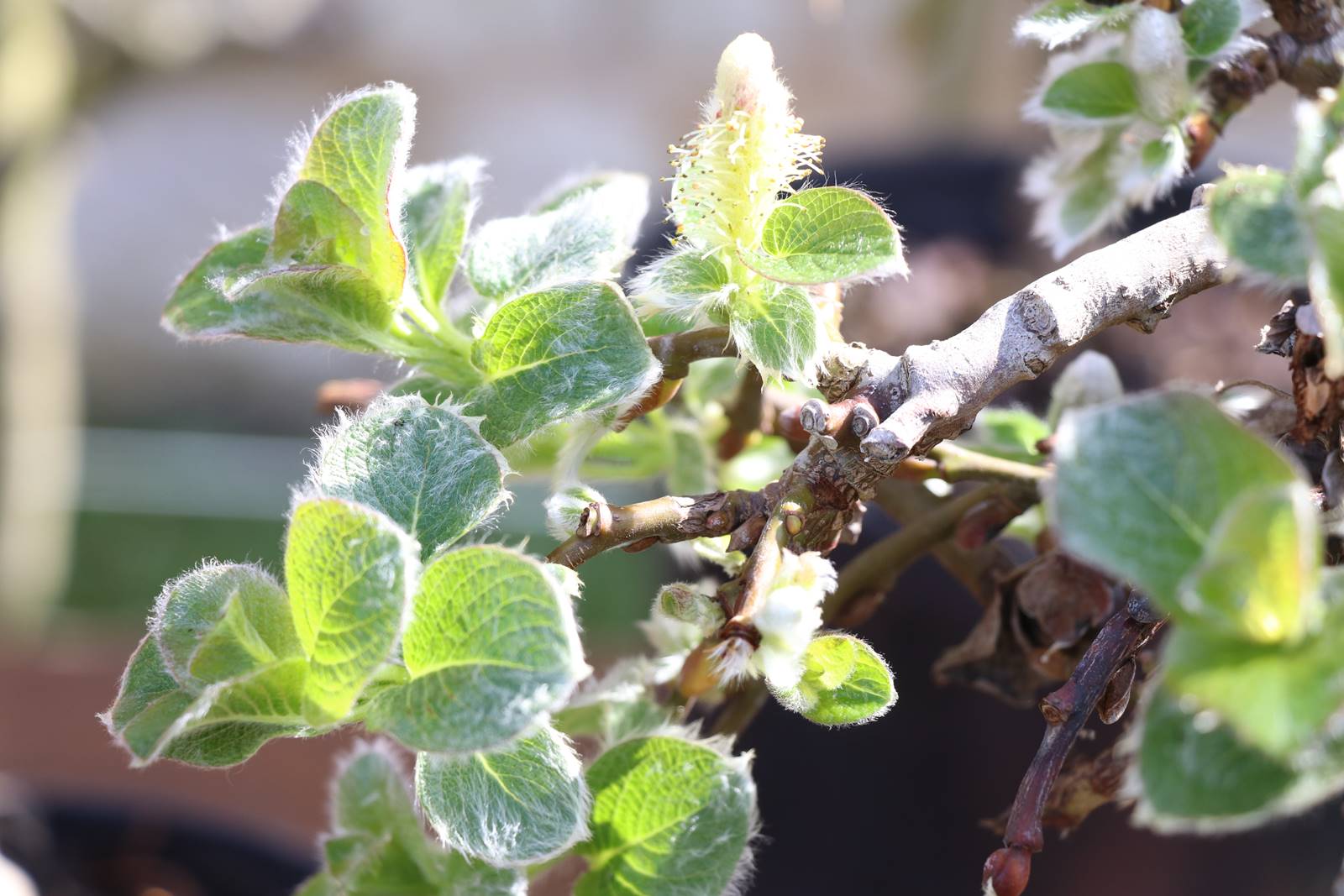 Salix nakamurana Yezoalpina