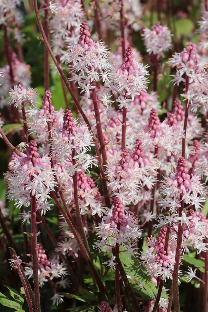 Tiarella