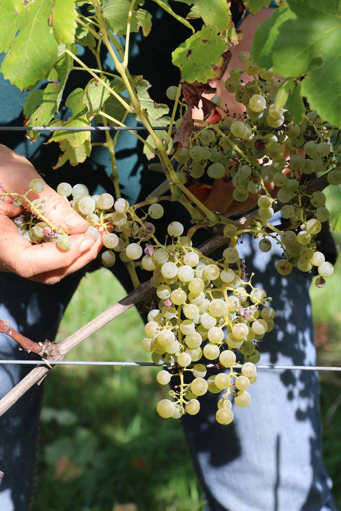 Bioul Vaxelaire (16)