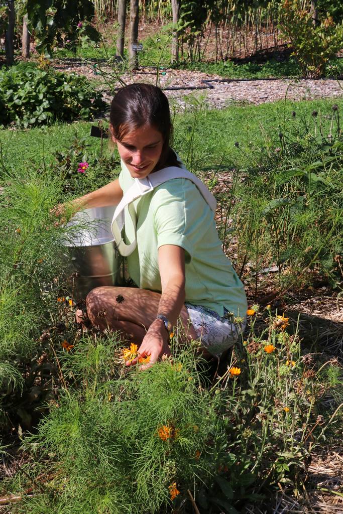 Jardin en permaculture (4) Jardin en permaculture (4)