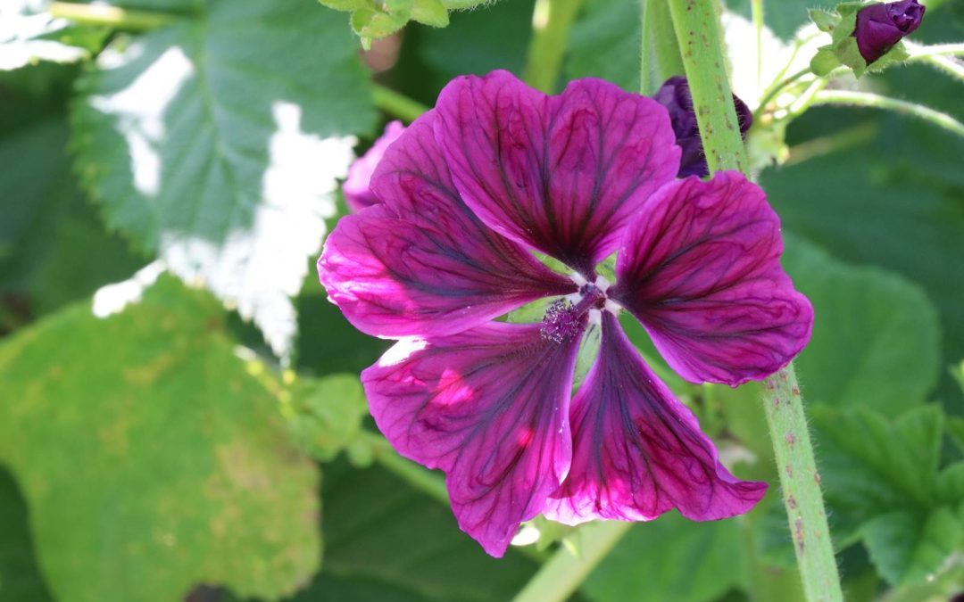 Jardin d&rsquo;Eve, une forêt jardin