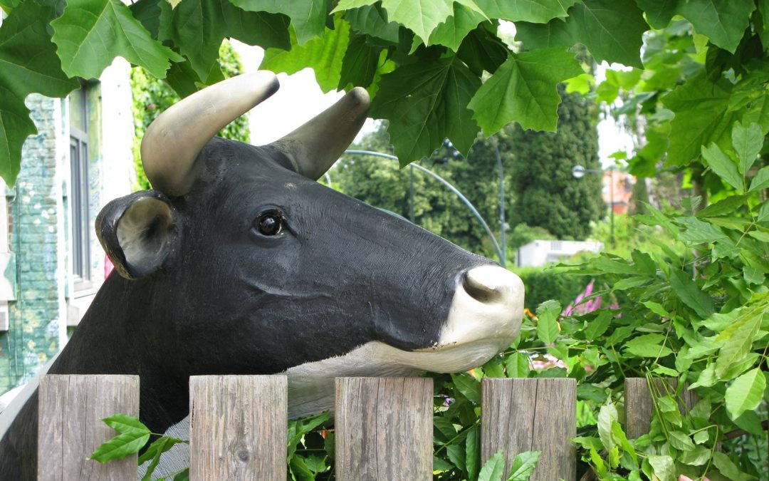 Le jardin d&rsquo;Anne-Marie