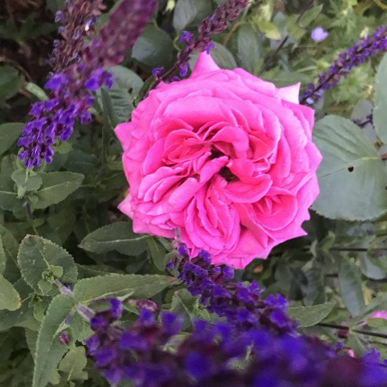 Rosier Chartreuse de parme