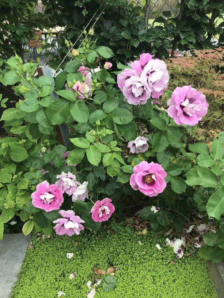 Rosier_Eyes for you et Soleirolia soleirolii en couvre-sol