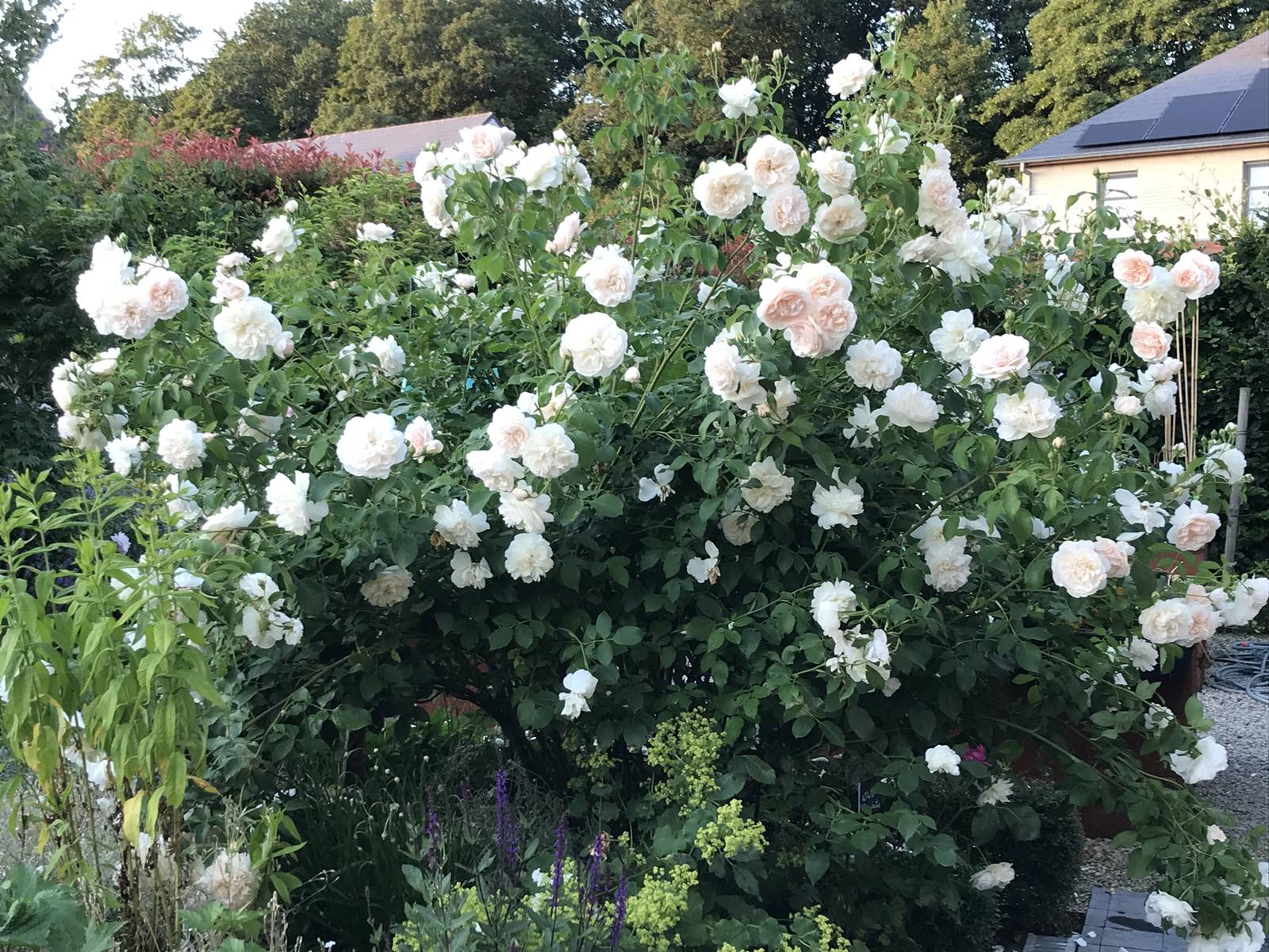 Rosier_Lightfield angel arbuste