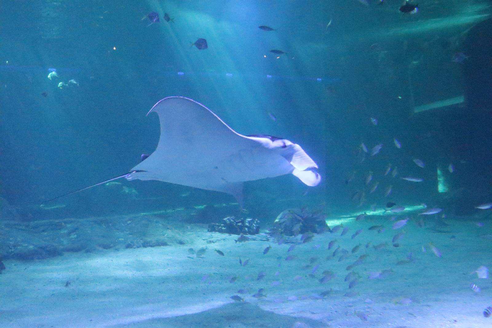 Boulogne sur Mer (11)