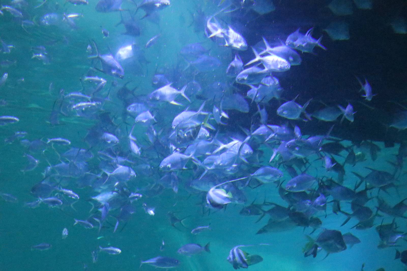 Boulogne sur Mer (12)