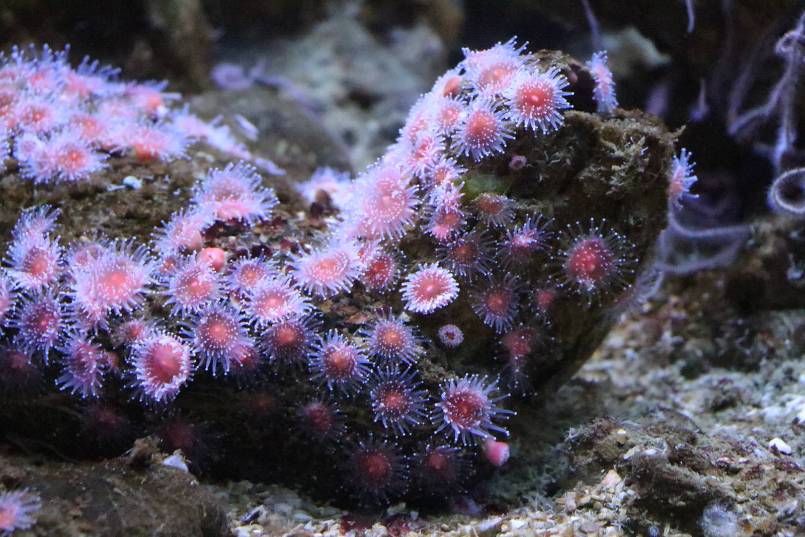 Boulogne sur Mer (13)